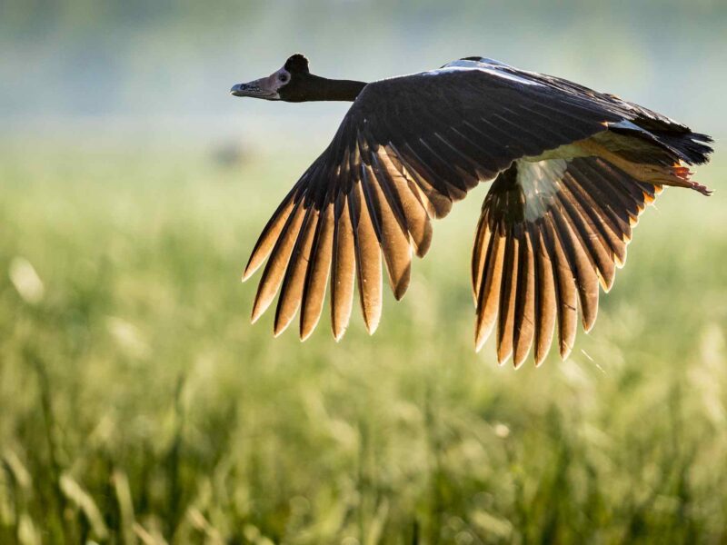 Bamurru-magpie-geese-1-2841-copy