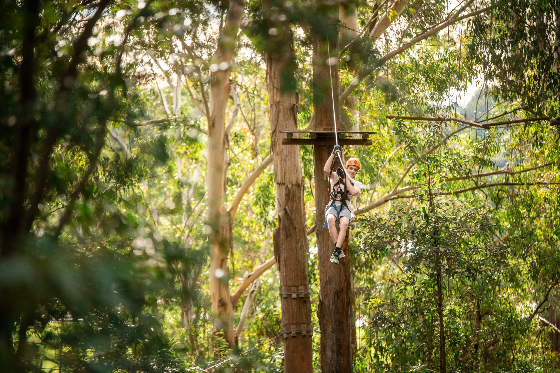 Swing into a Treetops Adventure at Cape Tribulation