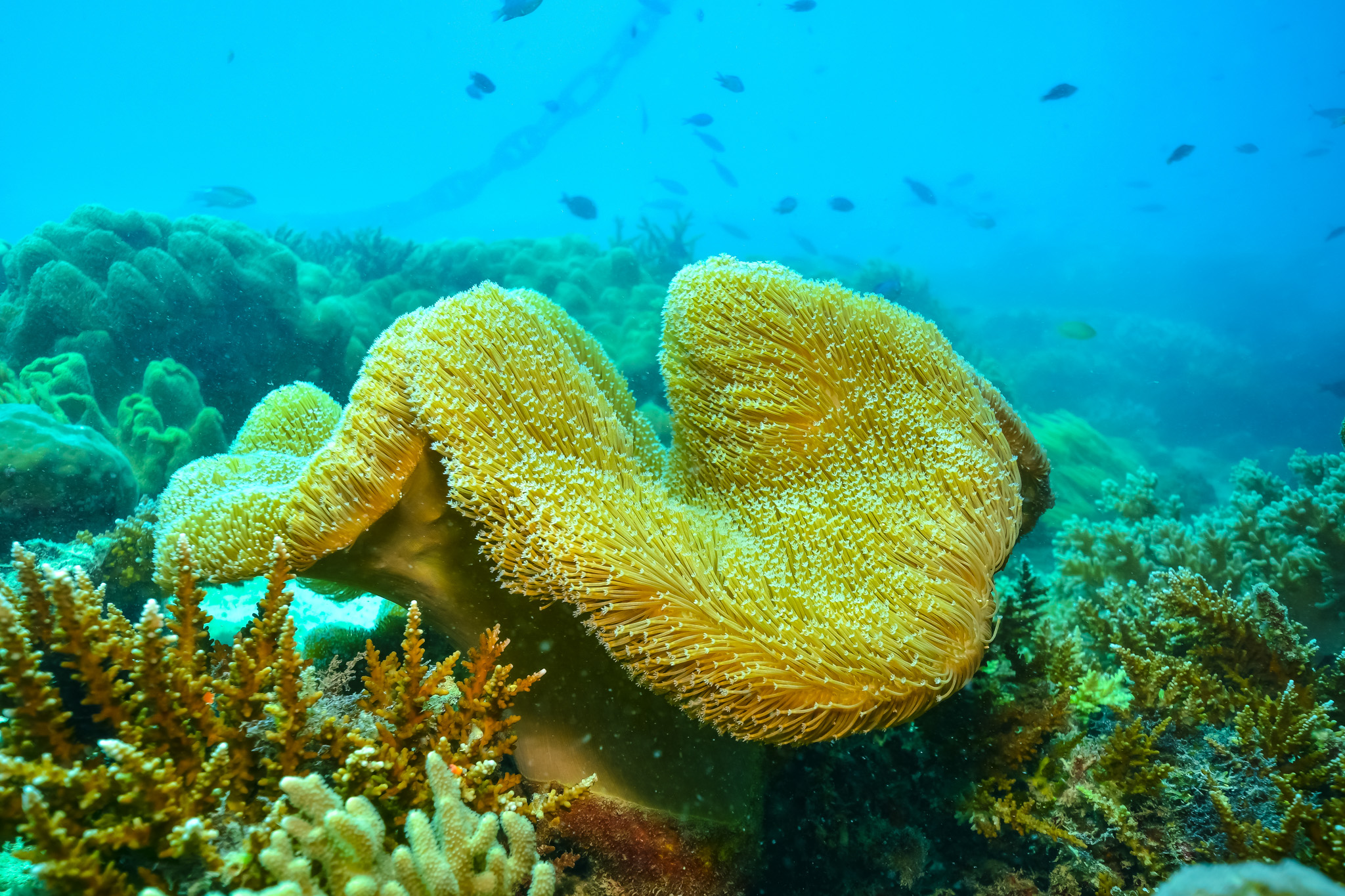 New GBR Biology Website