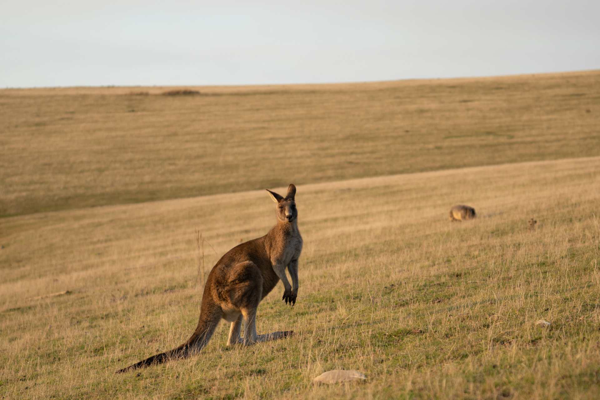 The Maria Island Walk awarded ‘2023 Traveller’s Choice’!