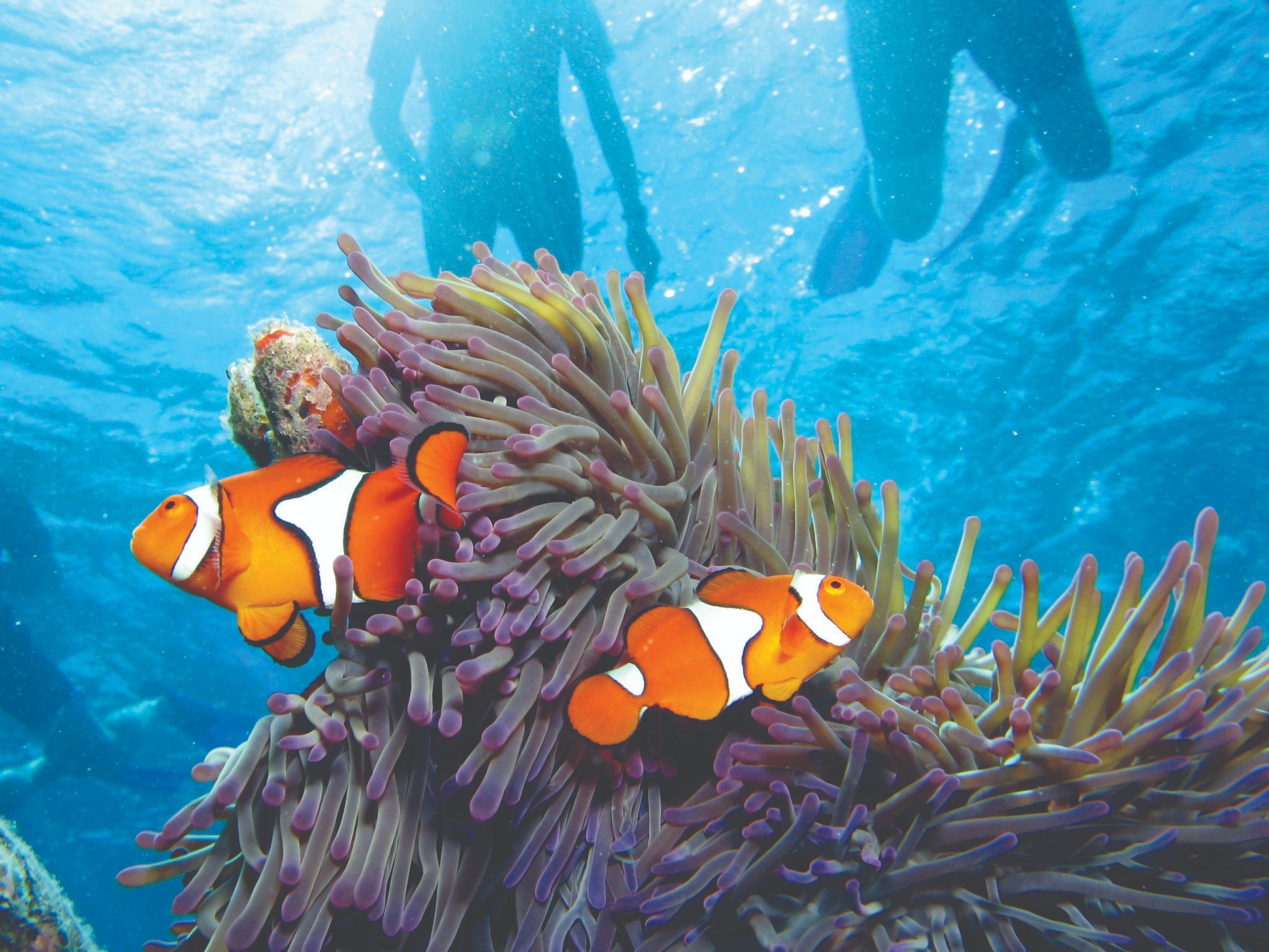 Reef Unlimited’s new ReefConnect Program