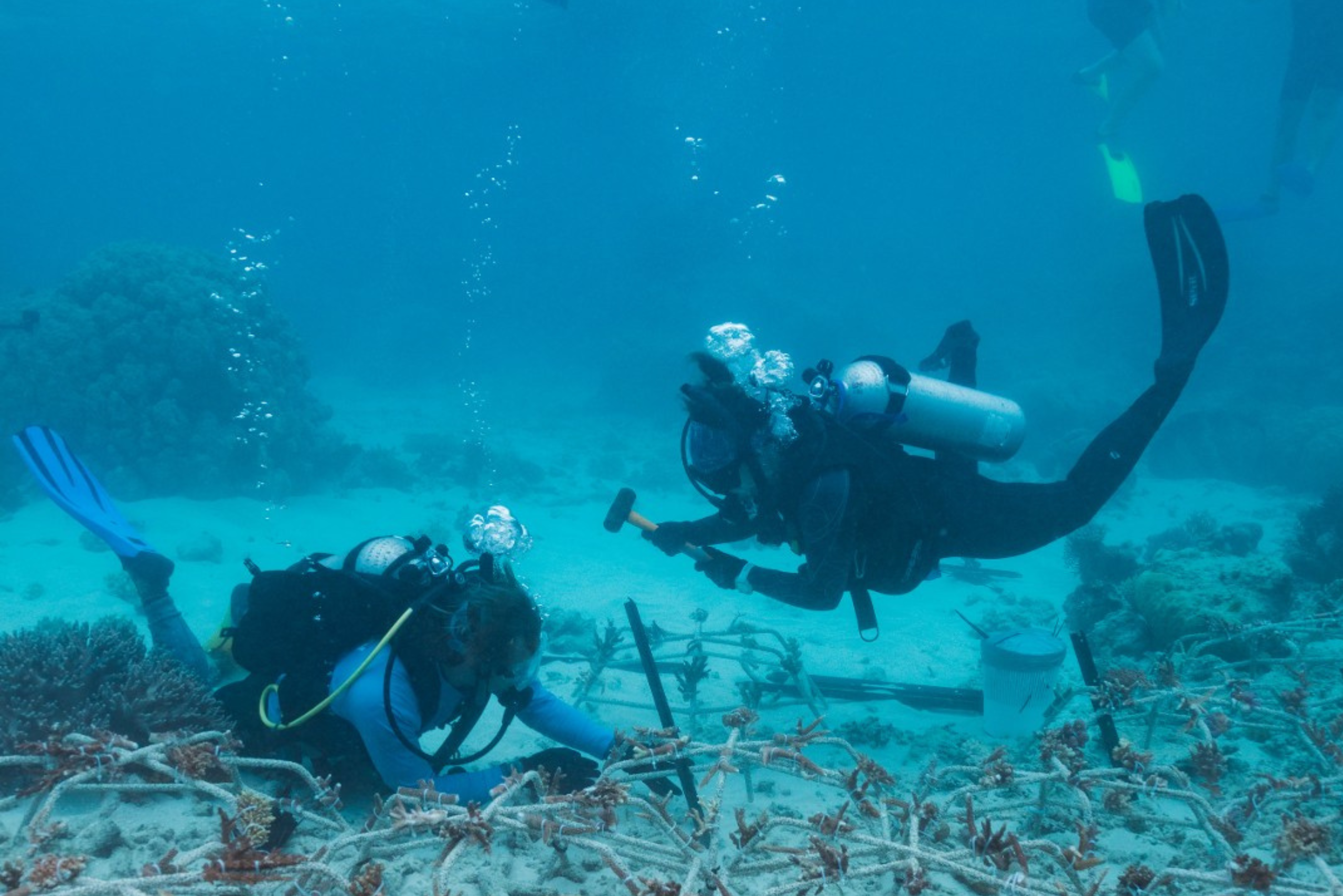 Dreamtime Dive and Snorkel Nominated For Tourism Award